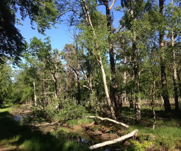 Unberührte Natur rund um Zingst - in wenigen Minuten im Grünen