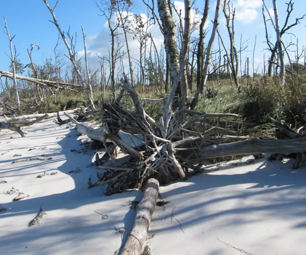 Schöne Landschaft rund um Zingst - ein Ort zum Ausspannen