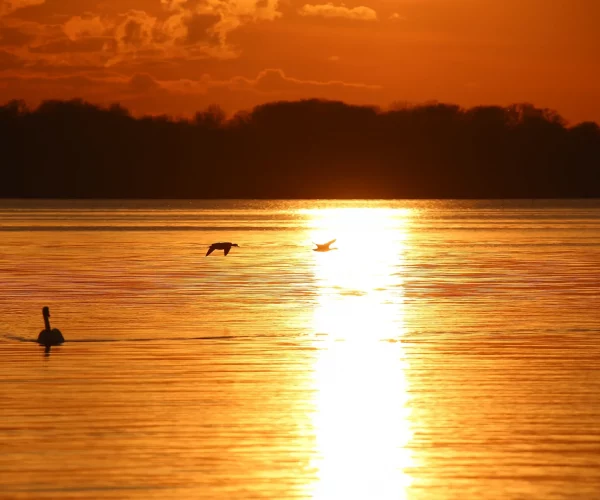 Kraniche im Flug über den Bodden