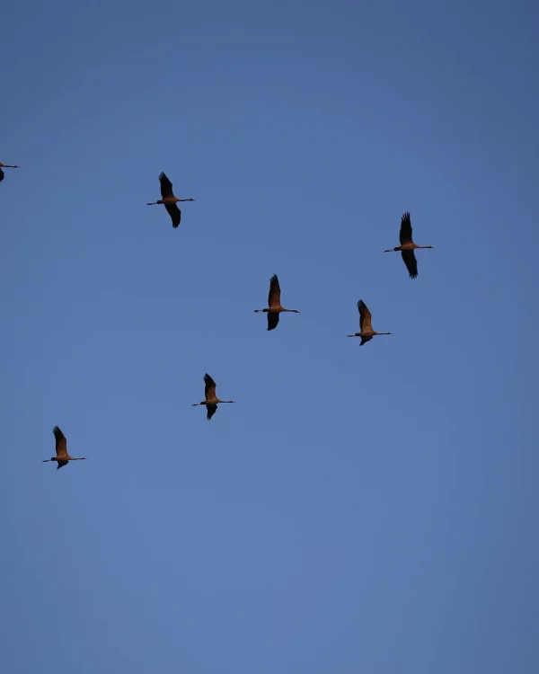 Kraniche im Zugflug vor klarem Himmel - typisch für die Region Fischland-Darß-Zingst, besonders beeindruckend zur Zugzeit.