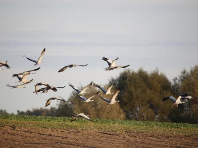 Kraniche gehören zur Boddenlandschaft wie Wind und Weite. Tipps und Infos, wann und wo Sie das Naturereignis rund um Zingst sehen können.