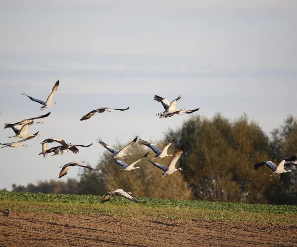 Kraniche gehören zur Boddenlandschaft wie Wind und Weite. Tipps und Infos, wann und wo Sie das Naturereignis rund um Zingst sehen können.
