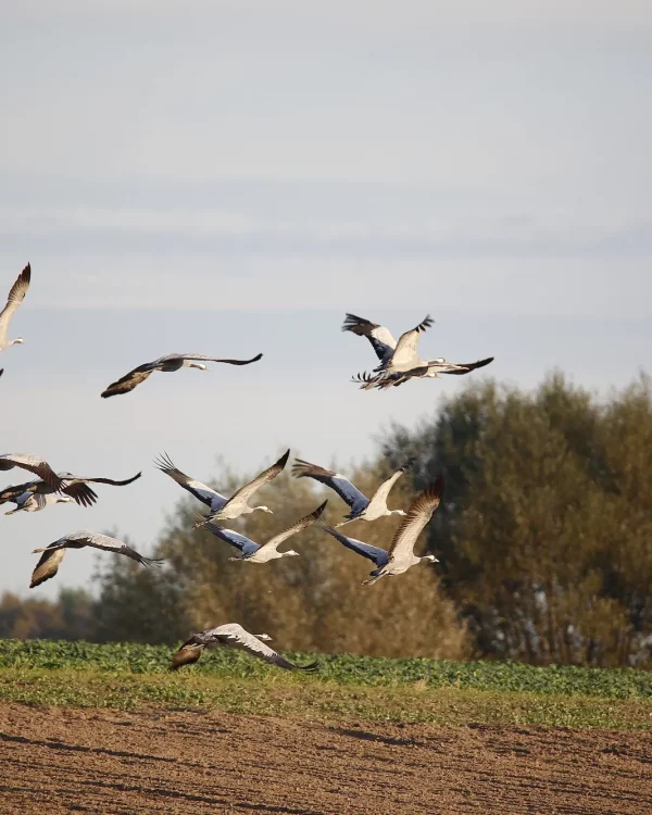Kraniche gehören zur Boddenlandschaft wie Wind und Weite. Tipps und Infos, wann und wo Sie das Naturereignis rund um Zingst sehen können.