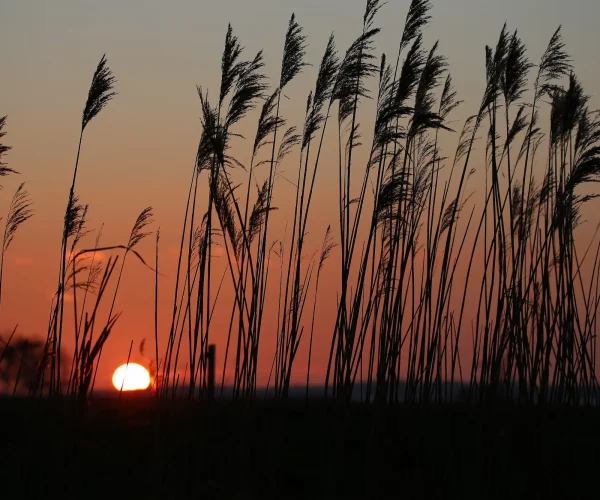 Schöne Landschaft rund um Zingst - ein Ort zum Ausspannen