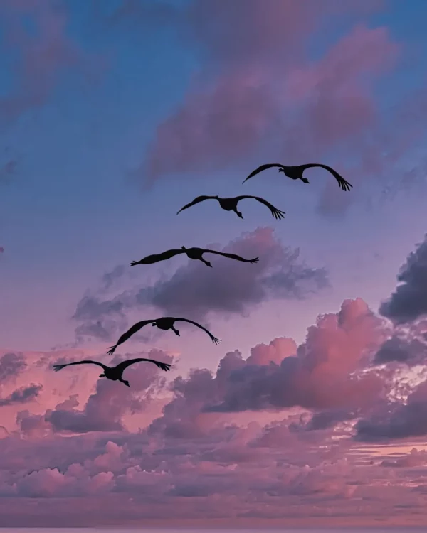 Silhouetten ziehender Kraniche vor einem rosa Wolkenhimmel - ein ruhiger Naturmoment rund um Zingst in der Boddenlandschaft.